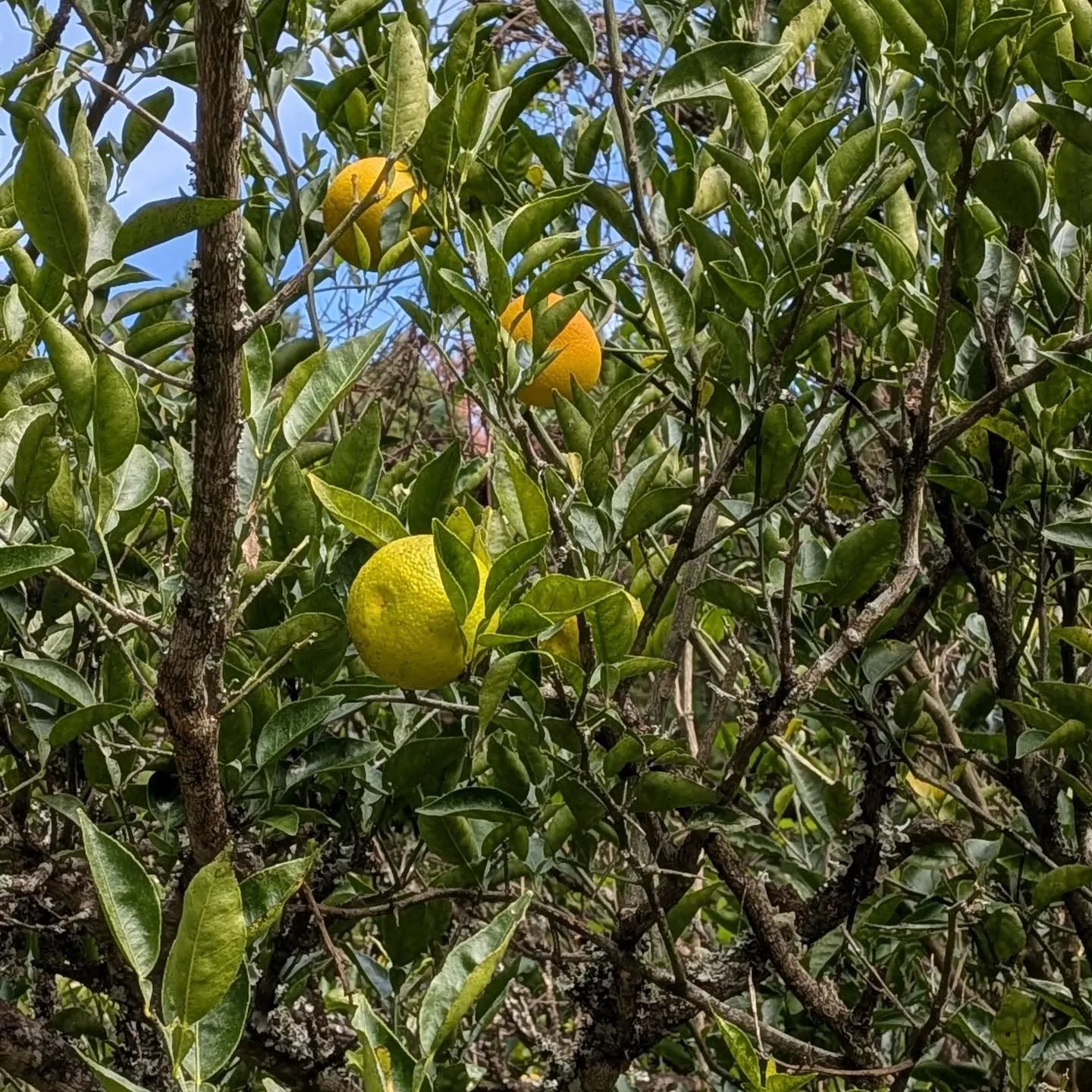 父の命日でお墓参り