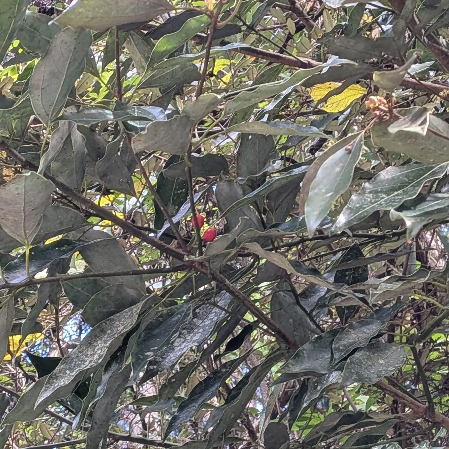 父の命日でお墓参り